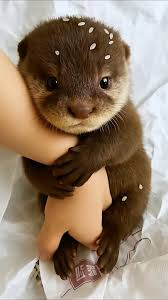 <p><span>An ancient Egyptian surgical text describing scientific approaches for treating trauma, largely in brain, and introducing words for brain, describing it as having bumps and folds.</span></p><p class="MsoNormal"><span>Discovered by Egyptologist Edwin Smith</span></p>