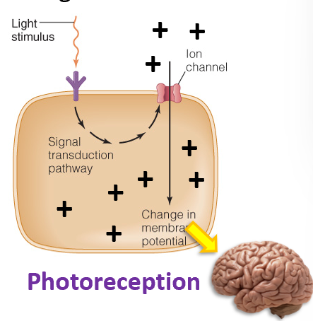 <p>A photon strikes a receptor, which induces an ion cannel to open</p><p>how an organism detects and responds to <strong><u>light </u></strong></p>