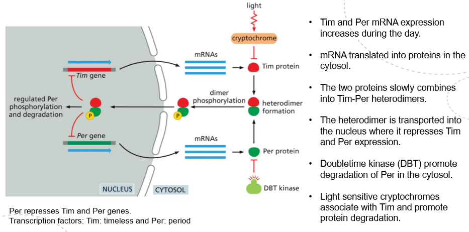 <p><span>A fundamental principle of circadian clocks revolves around delayed </span><strong><span>negative feedback loops</span></strong><span>.</span><strong><span> Certain gene products accumulate to eventually switch off the transcription of their own genes, but this occurs with a time delay, causing the cell to oscillate between a state where gene products are present with transcription turned off and another state where they are absent, allowing transcription to resume. </span></strong></p><p></p><p><span style="font-family: "Times New Roman", serif;"><strong><span>In some cell types, the circadian clock is constructed using proteins that regulate their activities through post-translational mechanisms.</span></strong><span> In </span><em><span>Drosophila</span></em><span>, for example, during the </span><strong><span>day </span><em><span>Tim</span></em><span> and </span><em><span>Per</span></em><span> expression increases via mRNA translation, leading to the slow formation of </span><em><span>Tim/Per</span></em><span> heterodimers in the cytosol, which migrate into the nucleus where they down-regulate their own expression, creating a negative feedback loop that decreases their levels during the night.</span></strong><span> The stability of the two proteins is, however, regulated light sensitive cryptochromaes as well as DBT . Both of the proteins lead to the degradation of their respective targets, delaying the formation of the heterodimer, therefore altering the length of the circadian oscillations.</span></span></p><p></p><p></p>