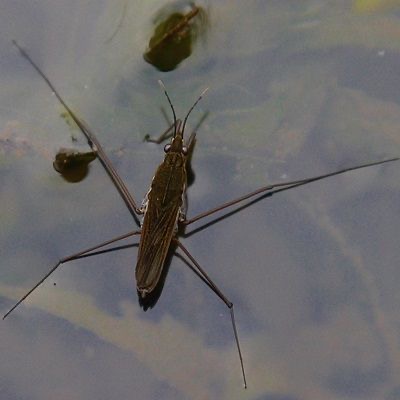 <p>Pondskaters</p>