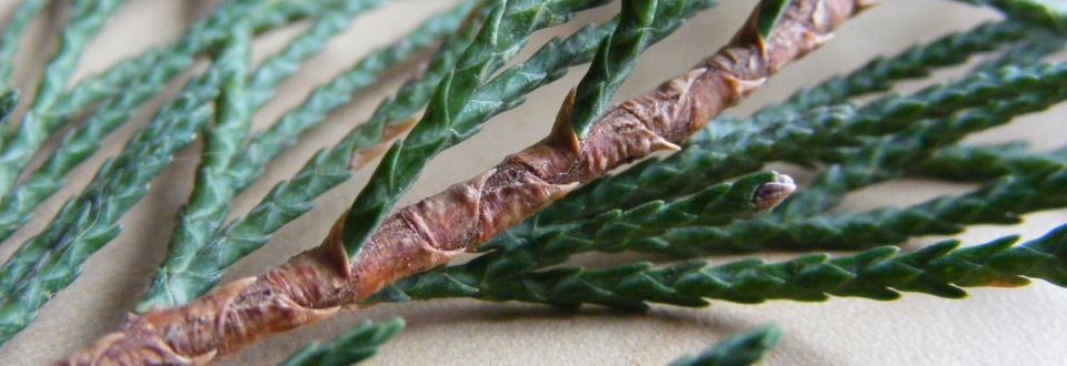 <p>Whose twig is this?</p>