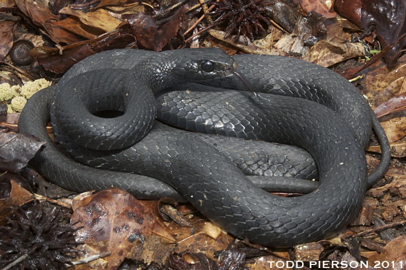 <p>Family: Colubridae</p><p>Latin: Coluber constrictor</p><p>North American Racer</p>