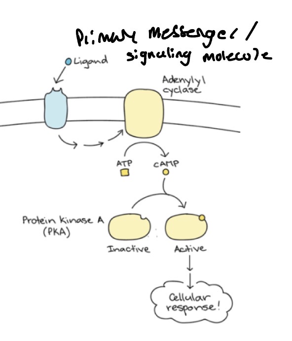 <p>According to the diagram on the right, which molecule is the</p><p>secondary messenger?</p><p>1. Ligand</p><p>2. Adenylyl cyclase</p><p>3. cAMP</p><p>4. Protein Kinase A (PKA)</p>