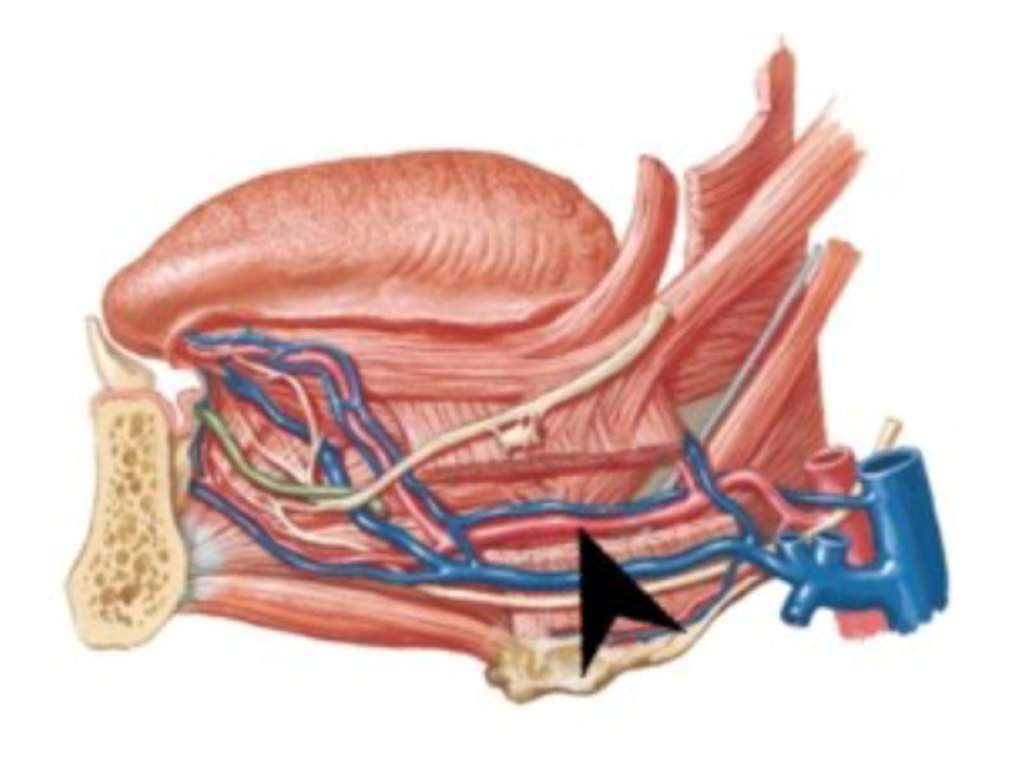 <p>What is this artery?</p>