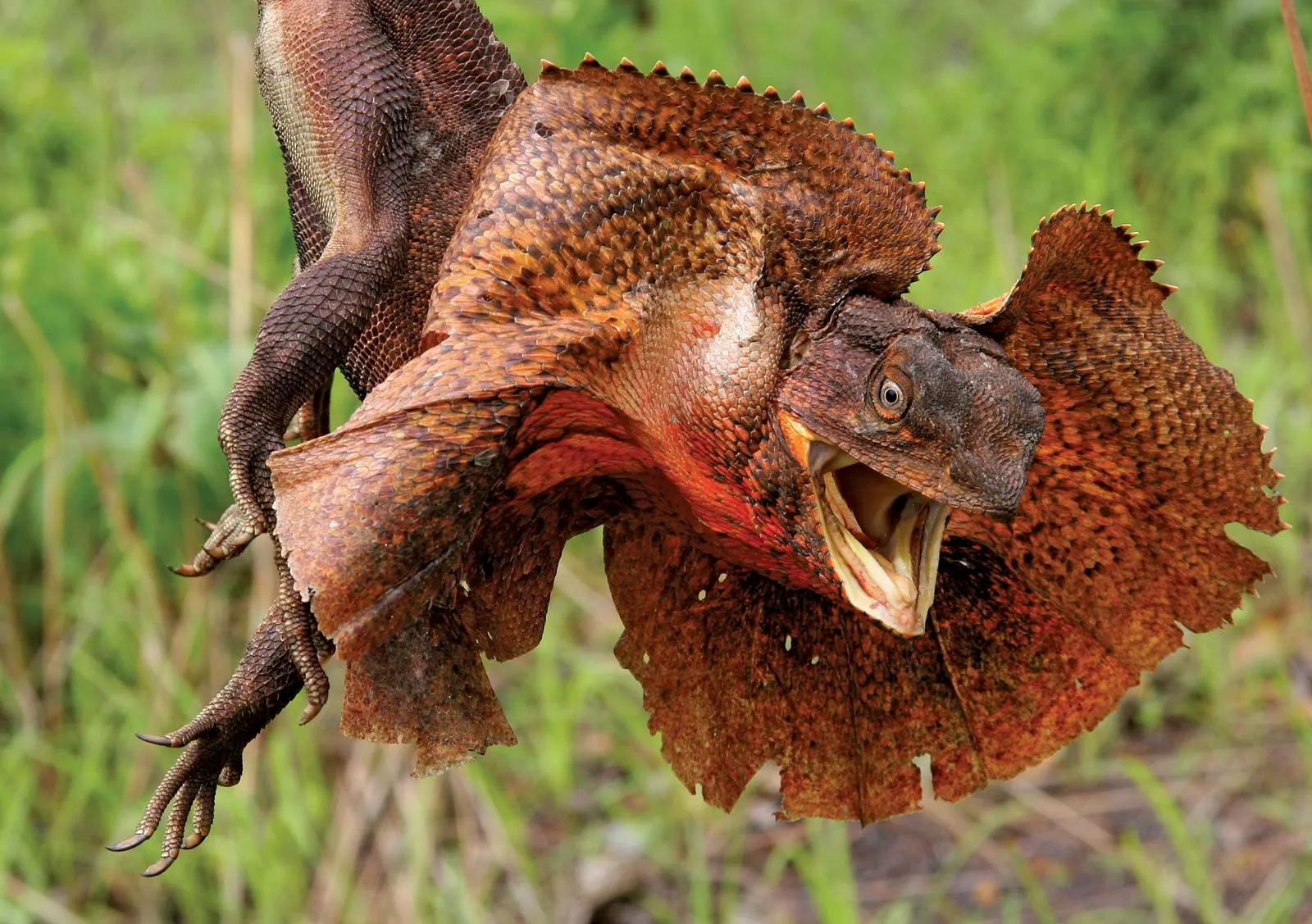 dragons and relatives (acrodonta)

\

1. extensive crests, frills, or spines
2. draco: only extant lizard species capable of true gliding flight
3. many species live in dense colonies (well developed social hierarchy and territories)