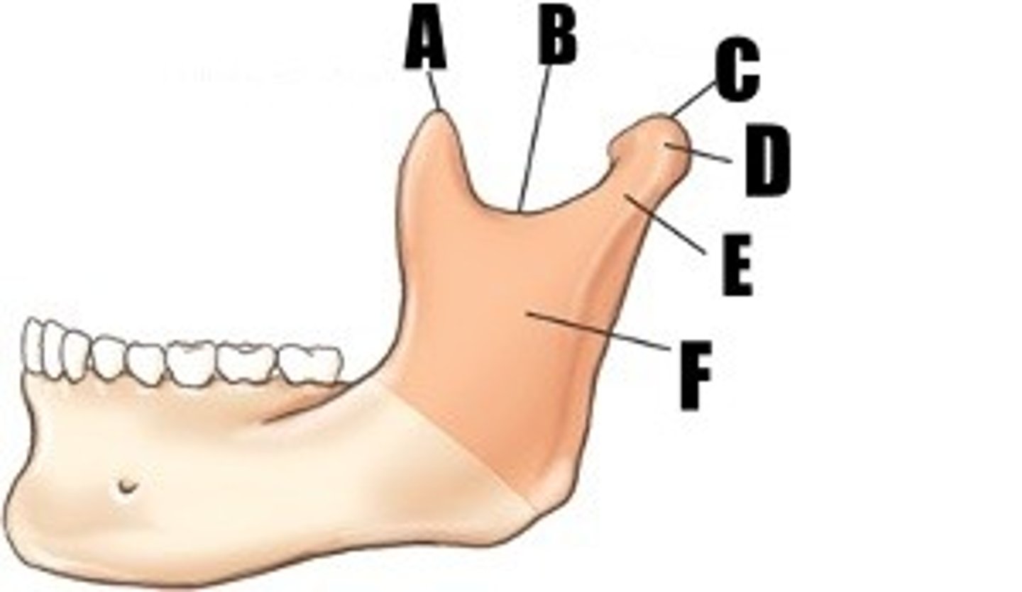 <p>what part of bone is D</p>