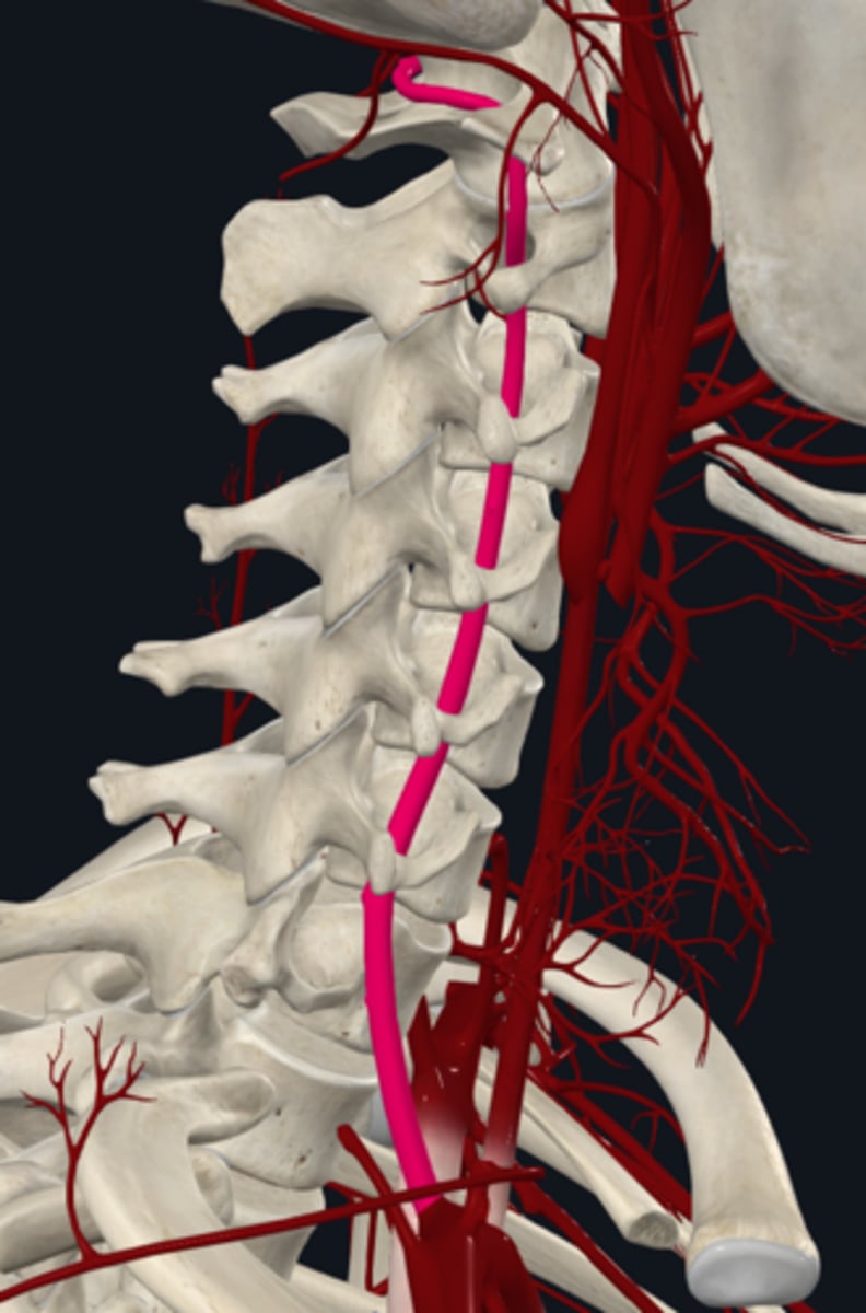 <p>what is the course of the vertebral artery branch of the subclavian artery?</p>