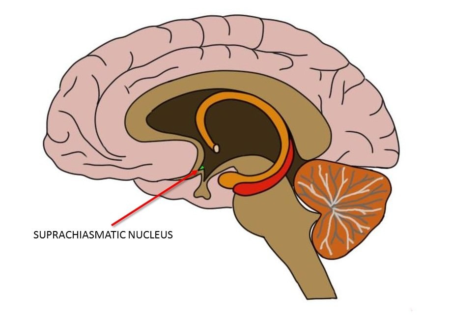 <p>suprochiasmatic nucleus (SCN)</p>