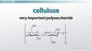 <p>Cellulose</p>