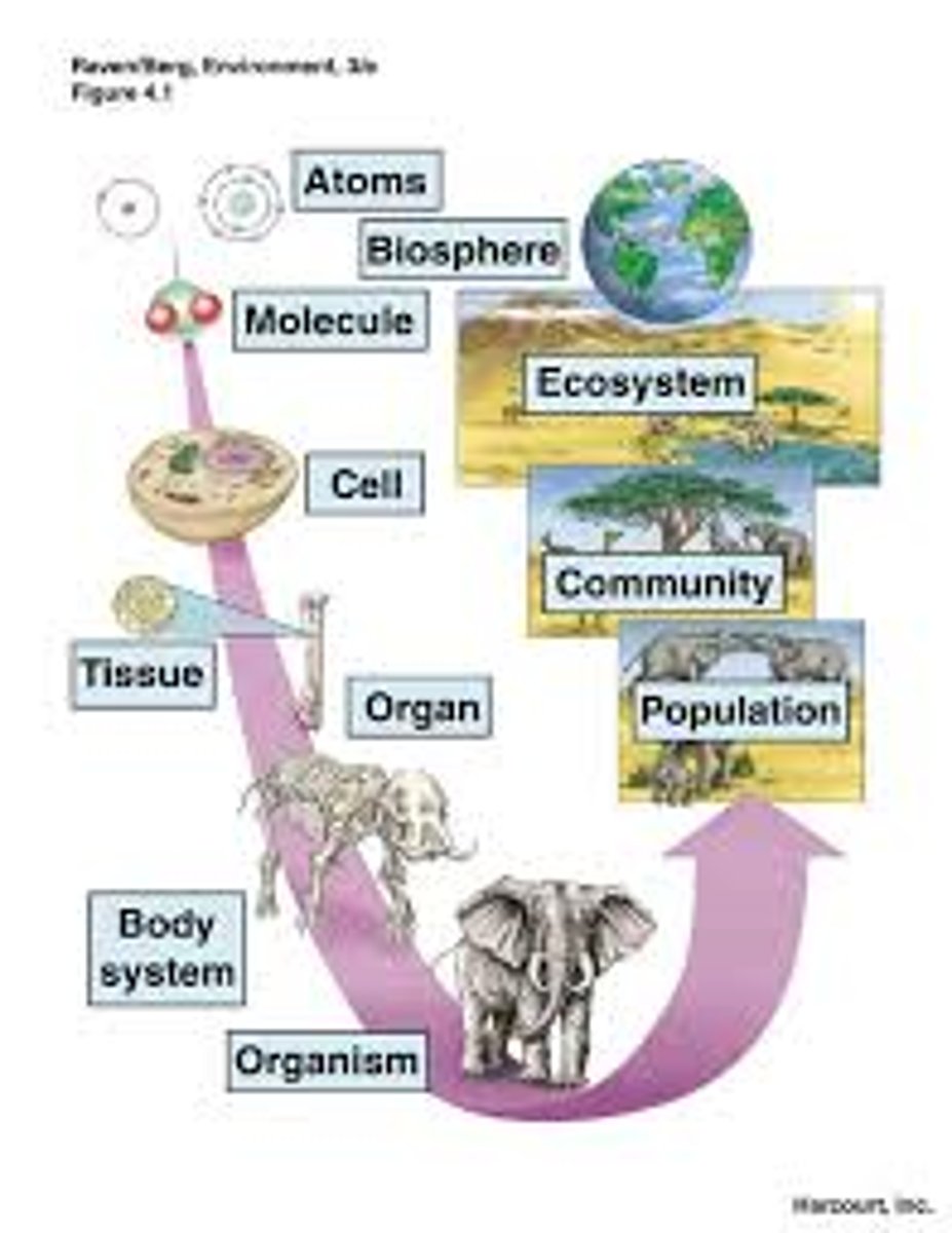 <p>1. Molecule</p><p>2.Organelle</p><p>3. Cells</p><p>4. Tissue</p><p>5. Organ</p><p>6. Organ system</p><p>7. Organism</p><p>8. Population</p><p>9. Community</p><p>10. Ecosystem</p><p>11. Biosphere</p>