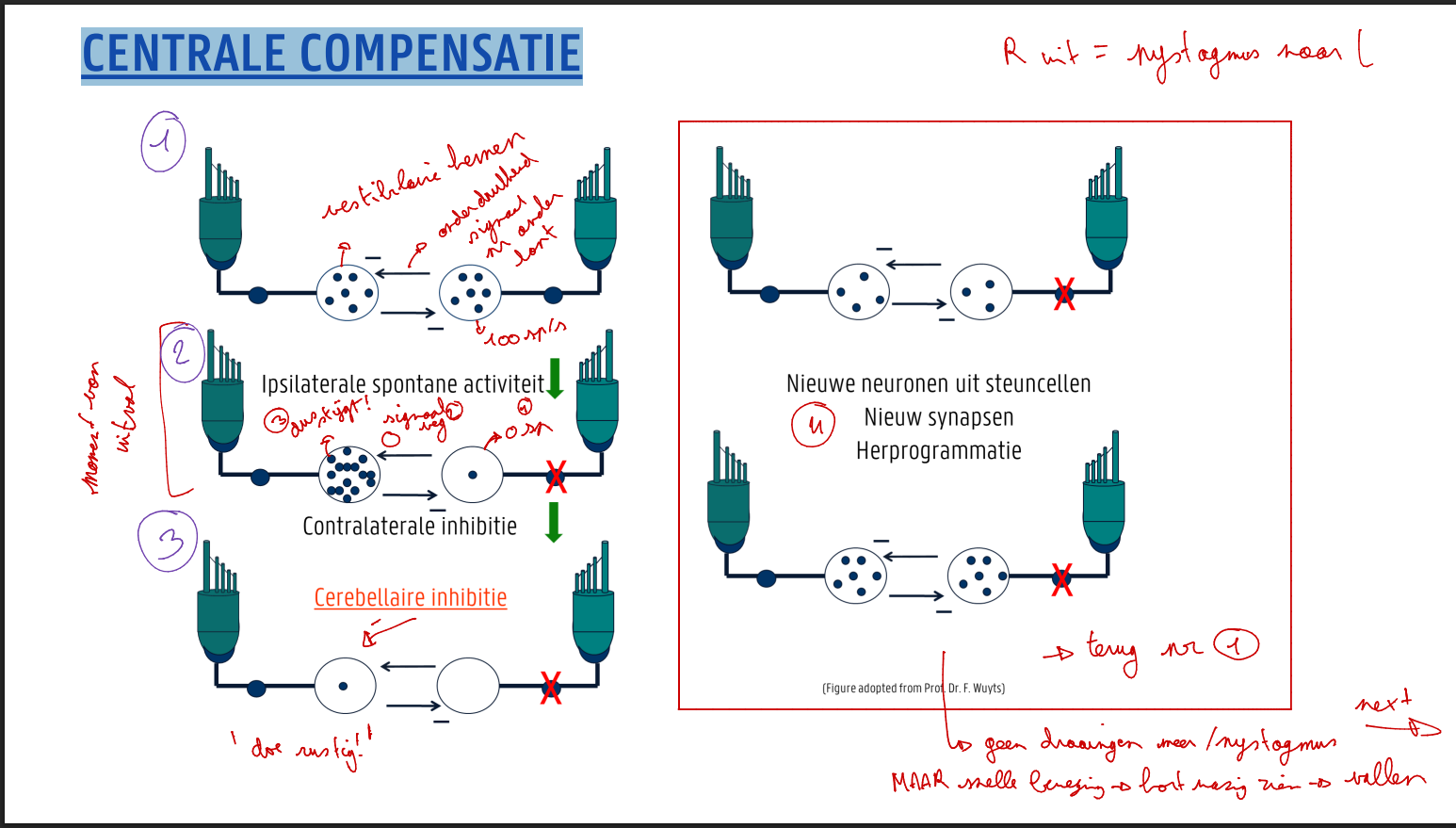 <p>alleen optreden wanneer de oorzaak van het conflict zich voordoet op perifeer niveau!</p>