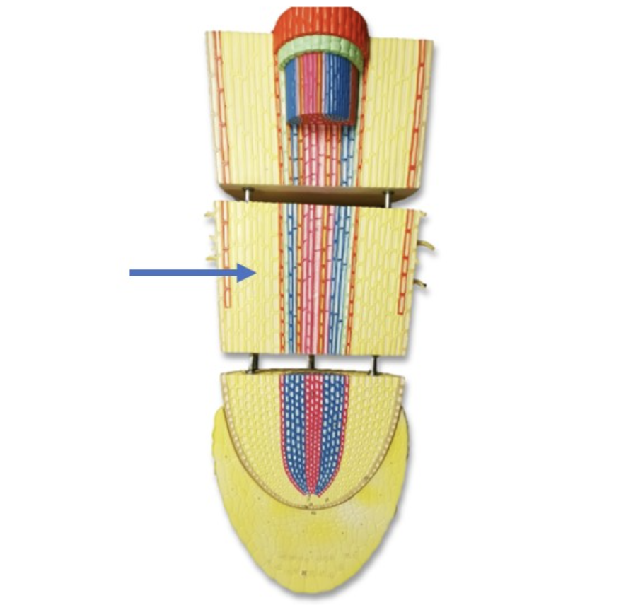 <p><span>Identify the part of root labeled with the arrow.</span></p>