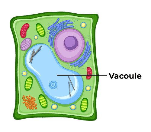 <p>A vesicle that stores water, salts, carbohydrates, and proteins. Removes waste products in the cell. </p>
