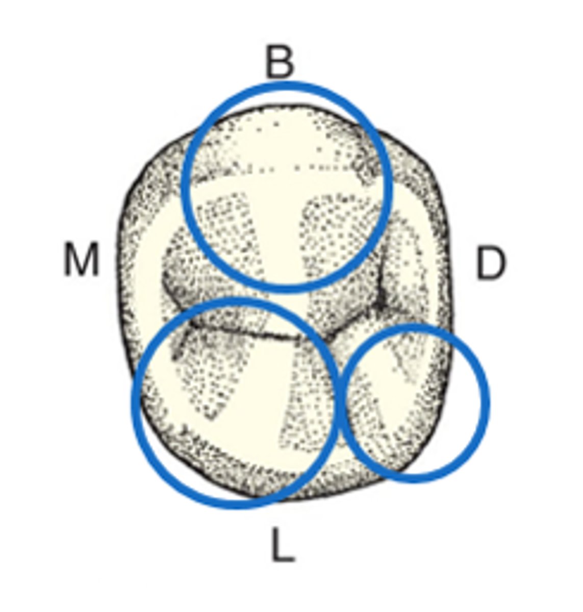 <p>Mesiolingual, distolingual, and buccal</p>