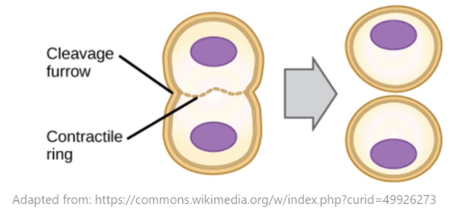 <p>cytokinesis; contractile ring/cleavage furrow</p>
