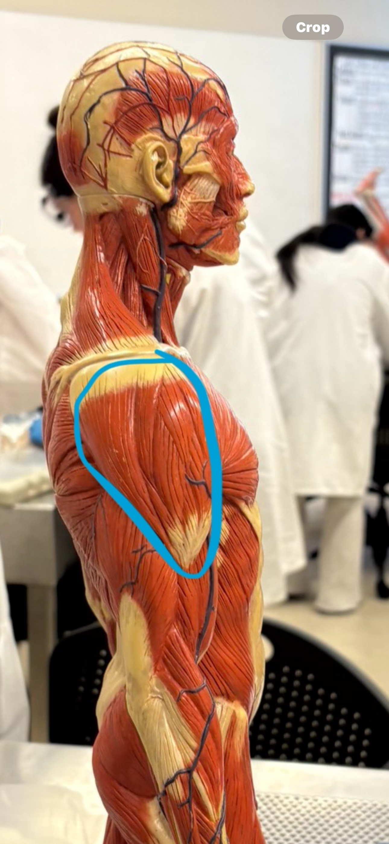 knowt flashcard image