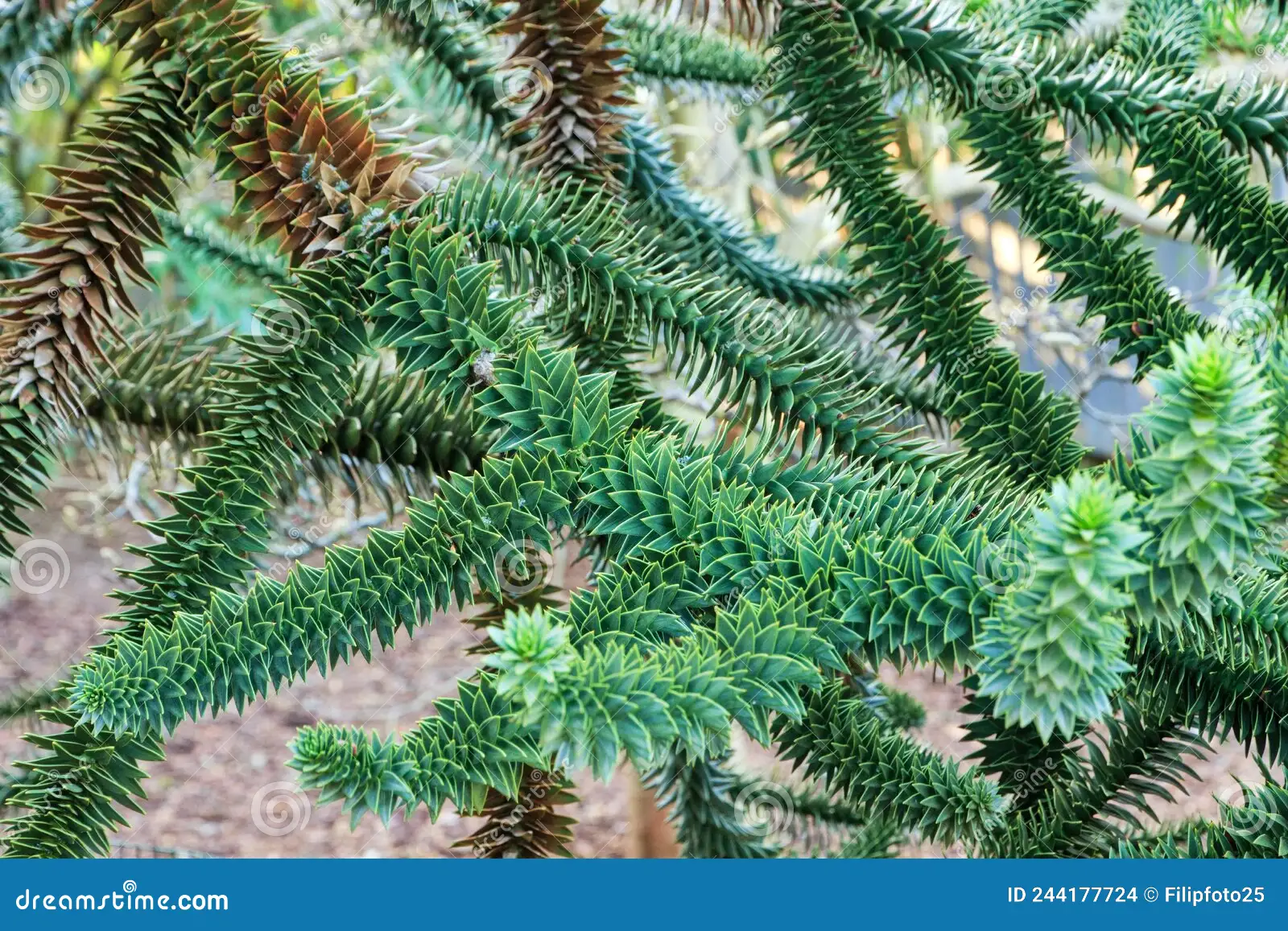 <p>Whose twig is this?</p>