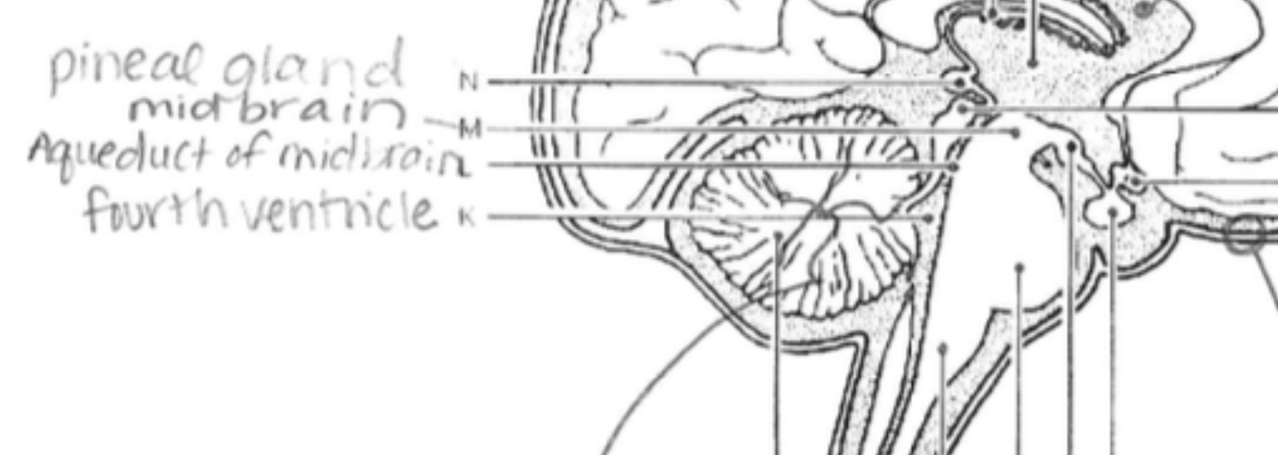 <p>Controls eye movement and processes auditory and visual information.</p>