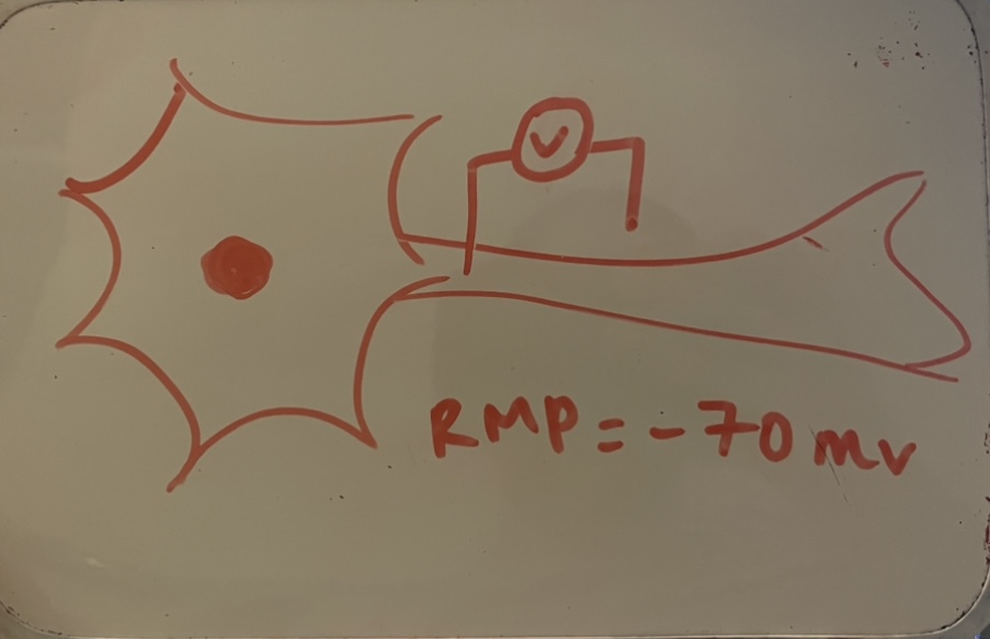 <p>show a diagram of how to measure the RMP in a neuron</p>