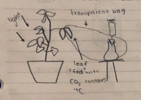 Leaf is given CO2 containing Carbon 14 → Co2 converted to glucose through photosynthesis → carbon-14 is found in the sugar, proving the process
