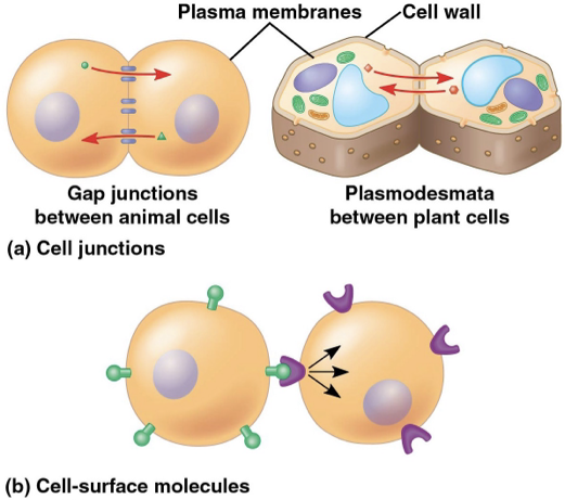 <p><mark data-color="green" style="background-color: green; color: inherit">direct contact</mark></p><p><mark data-color="yellow" style="background-color: yellow; color: inherit">cell junctions</mark>- allows molecules to pass through without going through plasma membranes</p><p>ex) gap junctions in animal cells/ plasmodesmata in plant cells</p><p><mark data-color="yellow" style="background-color: yellow; color: inherit">cell surface molecules-</mark> cell surface molecules interact with each other</p><p></p>