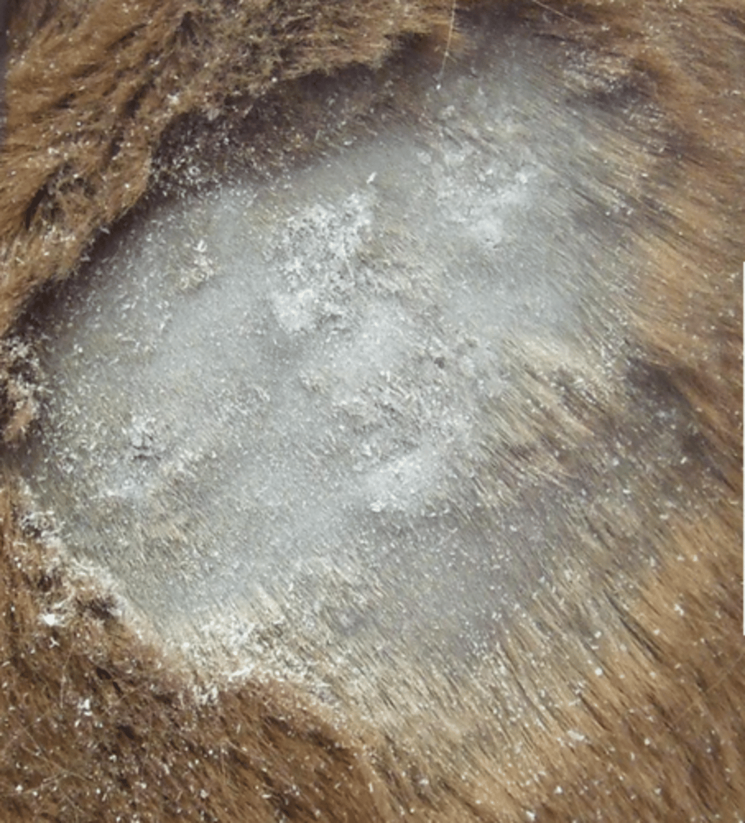 <p>What lesion is this? Is it primary or secondary?</p>