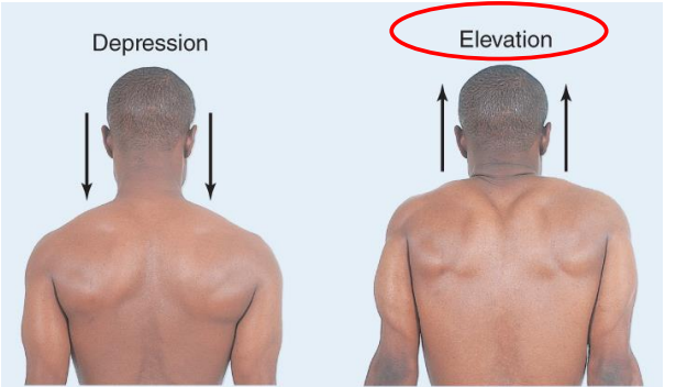 <p><strong>Elevation-</strong> upward movement</p><p><strong>Depression-</strong> downward movement</p>