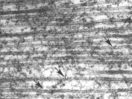 <p>Identify the specific structure</p>