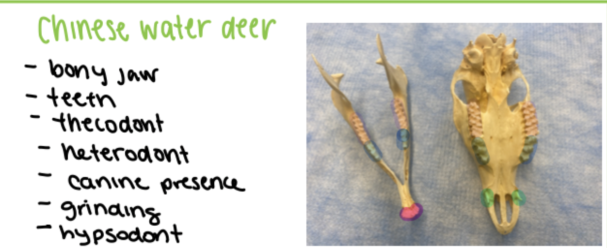 <p>Chinese water deer dental formula</p>