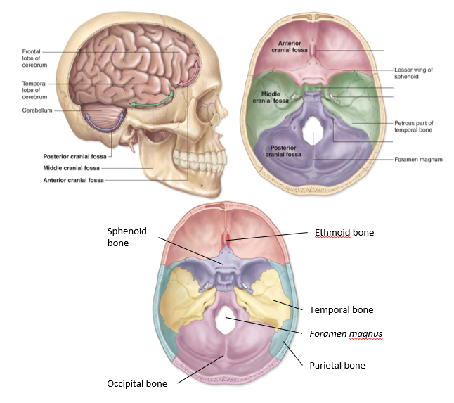 <p>-contoured depressions that make up the floor of the cranium</p><p>-Anterior cranial fossa</p><p>-Middle cranial fossa</p><p>-Posterior cranial fossa</p>