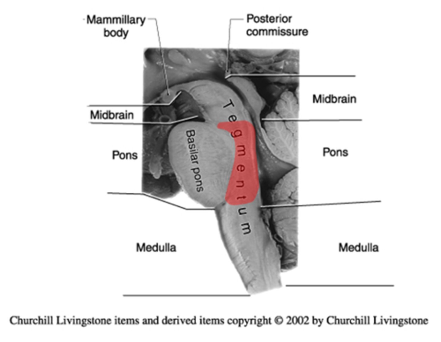 <p>pontine tegmentum (dorsal part of the pons)</p><p>basilar pons (ventral part of the pons)</p>