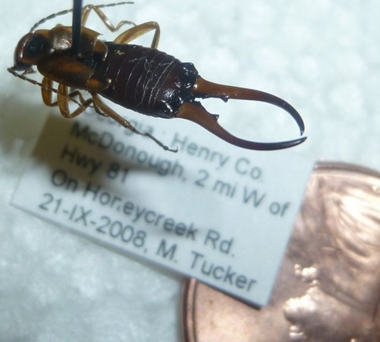 <p>Earwigs</p>