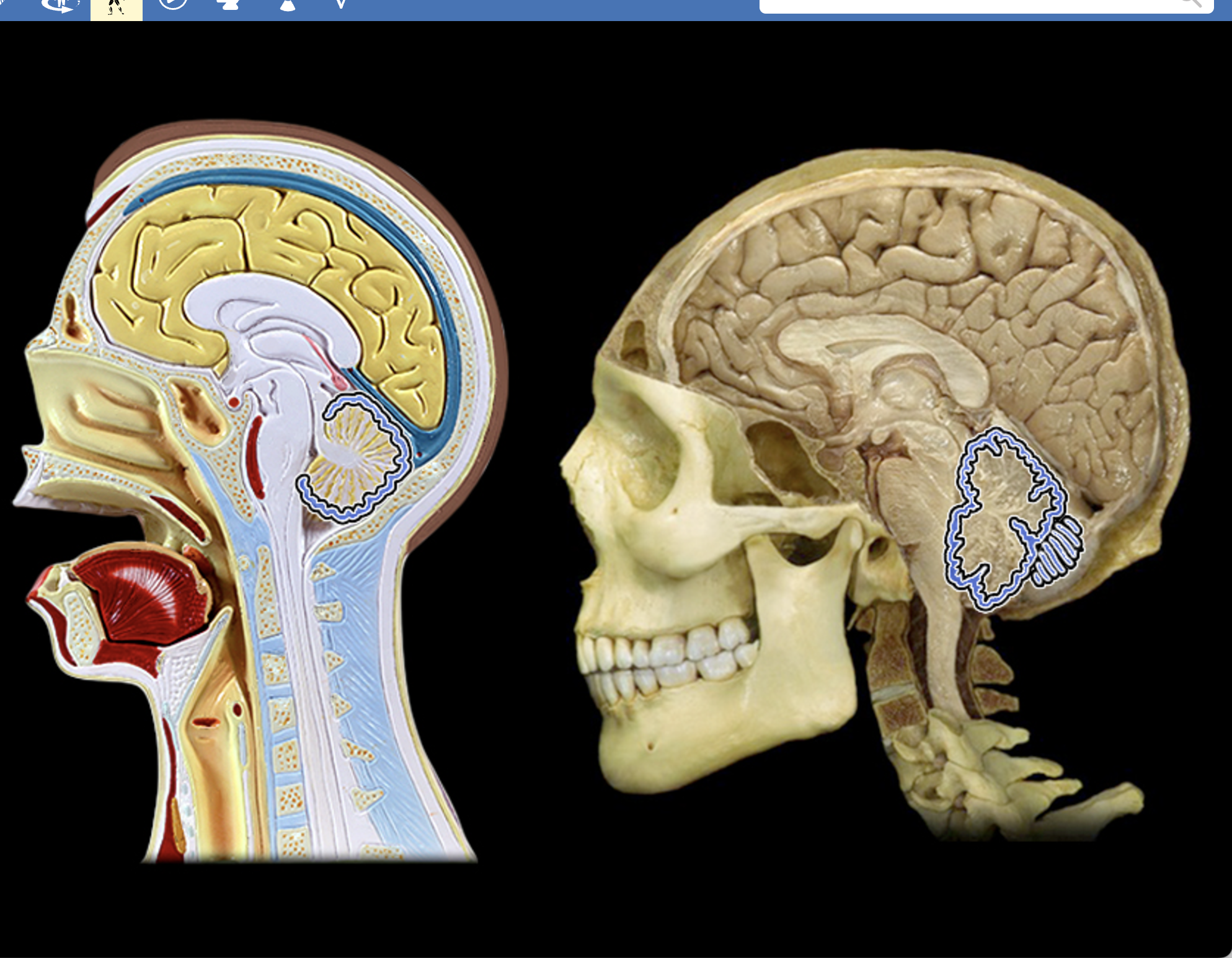 <p>The folds or ridges on the surface of the cerebellum </p>