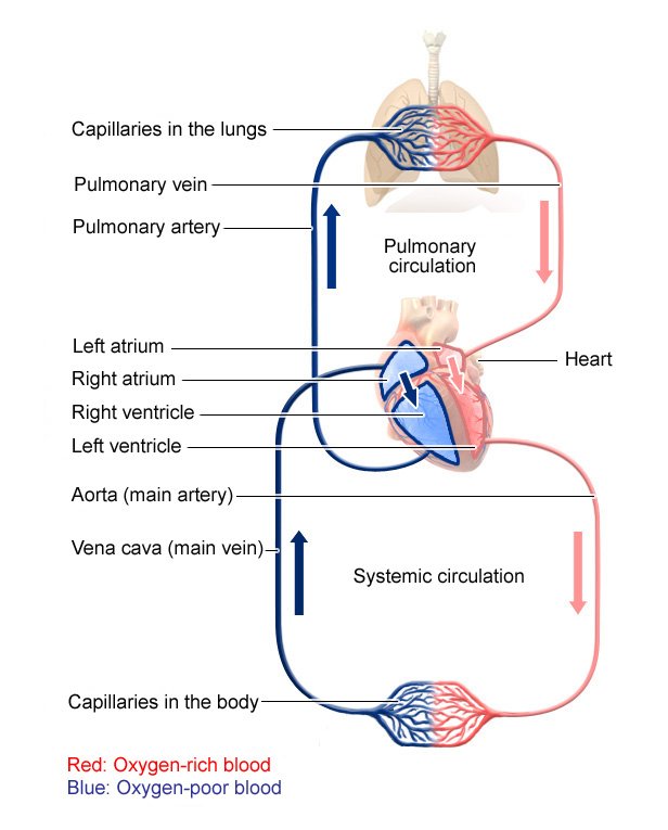 <ul><li><p>De-oxygenated blood flows from the body through the vena cava and into the right atrium.</p></li><li><p>The atrium contracts and blood is forced through the tricuspid valve into the right ventricle.</p></li><li><p>The ventricle contracts and blood is pushed through the semi-lunar valve into the pulmonary artery.</p></li><li><p>The blood travels to lungs.</p></li><li><p>Oxygenated blood returns via the pulmonary vein to the left atrium.</p></li><li><p>The atrium contracts and forces blood through the bi-cuspid valve into the left ventricle.</p></li><li><p>The ventricle contracts and sends the blood through the semilunar valve and out through the aorta.</p></li></ul>