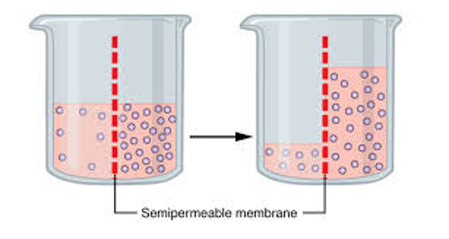<p>diffusion of water across a selectively permeable membrane from a region of low solute concentration to a region of high solute concentration</p>