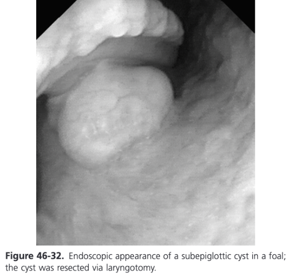 <ul><li><p><span>Usually made on endoscopy</span></p></li><li><p><span>Lateral laryngeal radiographs or contrast pharyngography may help define the location and size of the cyst</span></p></li><li><p><span>Oral endoscopic and/or digital examination may be used to evaluate the cyst</span></p><ul><li><p><span>Can be performed under standing sedation or anesthesia</span></p></li></ul></li><li><p><span>The cyst is submucosal in origin so the base may be poorly defined (sessile) rather than reduced to a distinct narrow, pedunculated stalk</span></p></li><li><p><span>Usually lined with a combination of stratified squamous and pseudostratified columnar epithelium</span></p><ul><li><p><span>Mucous glands, dilated ducts, and homogenous eosinophilic mucus are typically present</span></p></li></ul></li></ul>