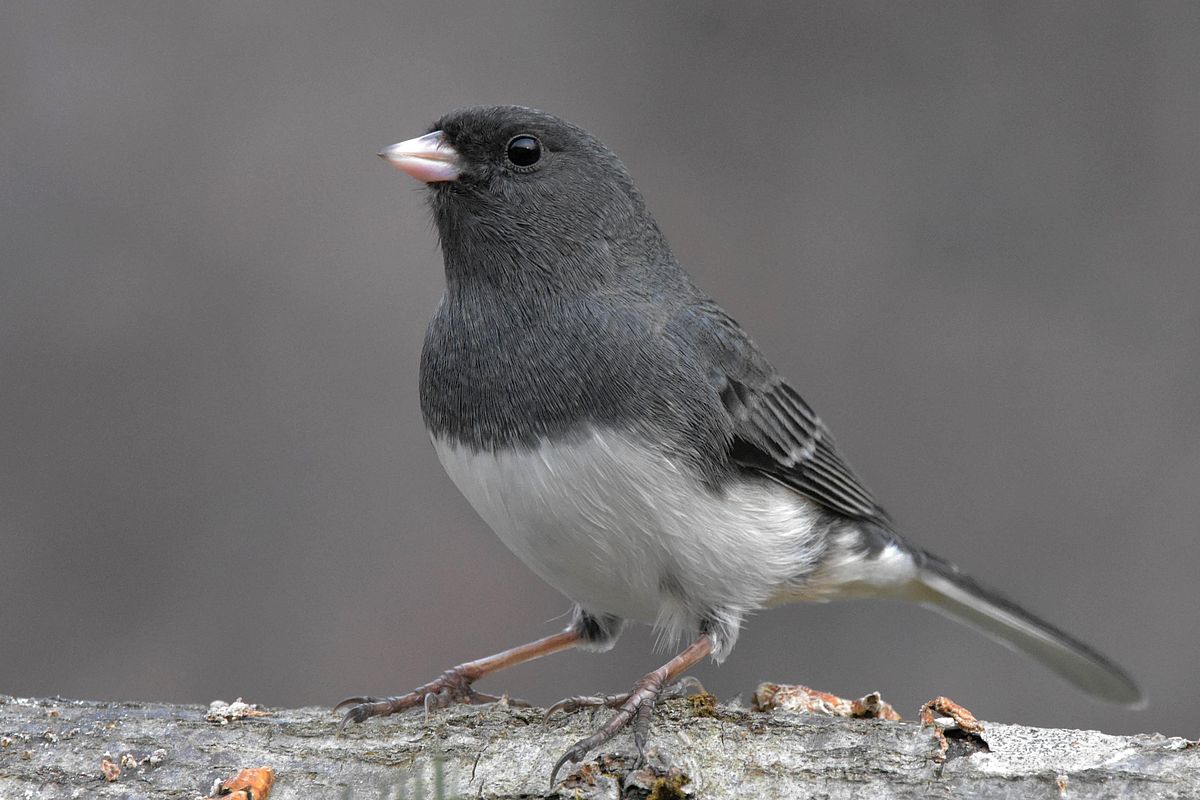 <p>What bird is this?</p>