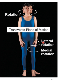 <p>Superior-inferior (SI or “vertical”) goes with transverse plane of motion. Goes with rotation like rotation of the neck, head, or the thigh. </p><p>Direction of the rotation depends if its moving away or towards the midline. Medial/internal rotation= thigh turning/rotating towards the midline. Lateral/external rotation= thigh turning/rotation away from midline </p>