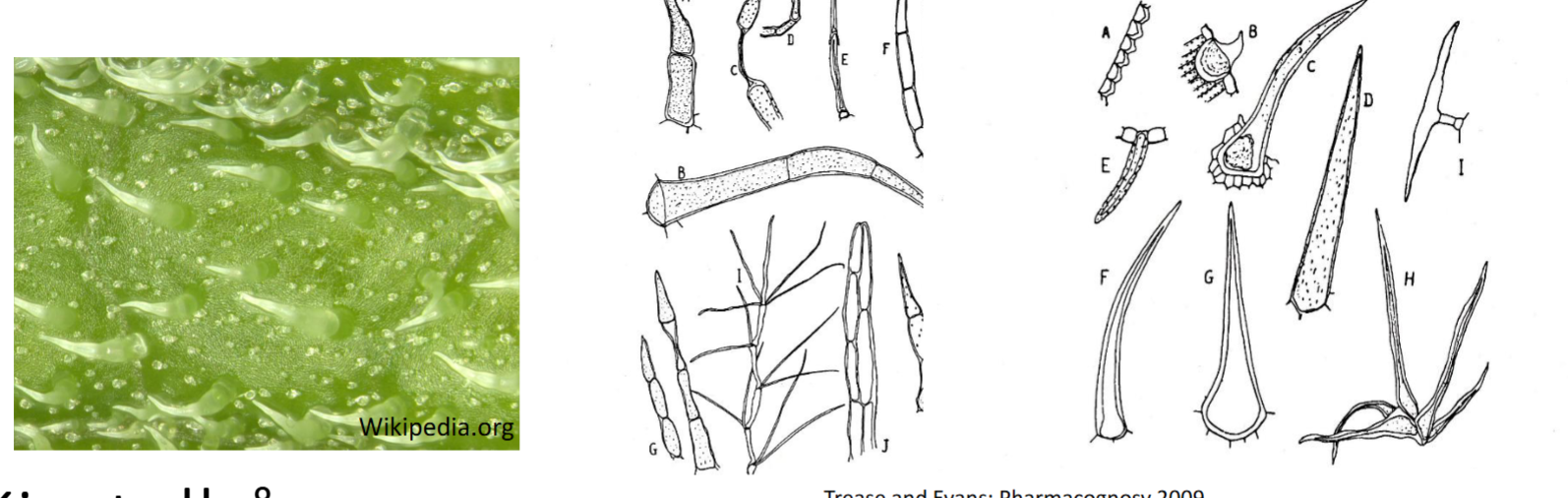 <p>Kalles ikke glandulære trikomer og brukes til beskyttelse av planten</p><p>Finnes på overflaten av epidermis&nbsp;</p><p>Består av ett eller flere celler som danner et hår. Har ingen kjertel eller sekretorisk del</p><p>Kan være:</p><ul><li><p>Enkle (rette, ugreinete)</p></li><li><p>Forgrenede</p></li><li><p>T-formede</p></li><li><p>Stjerneformede (stellate)</p></li><li><p>Krøllete eller bøyd</p></li></ul><p></p><p>Funksjoner: beskytter mot fordampning, sterk sollys og mekanisk skade</p><p>Skapder et mikroklima på bladoverflaten som reduserer temperatur og fuktighetstap</p>