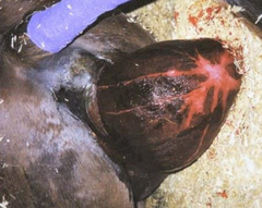 <p>What is this condition called in mares? It involves premature placental separation</p>
