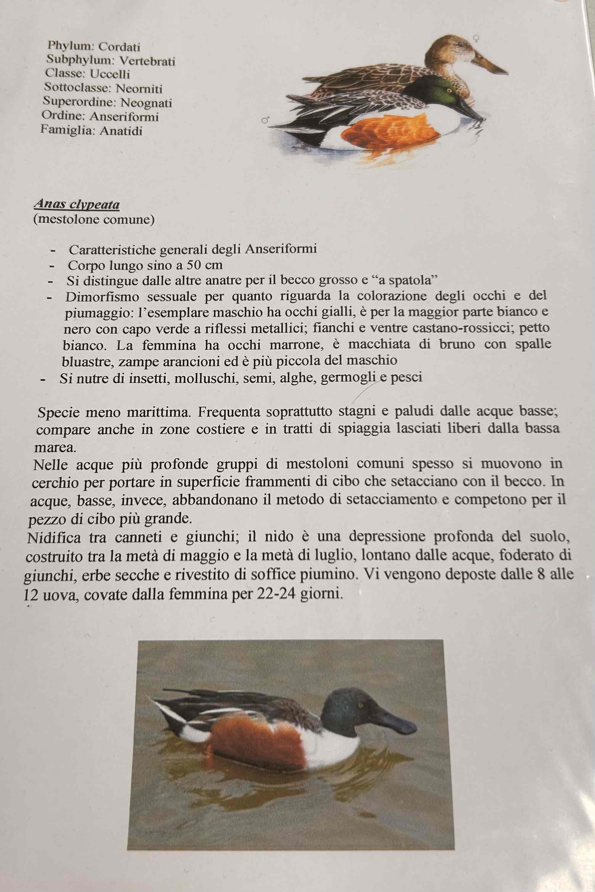 <p>Cordati</p><p style="text-align: start">Vertebrati</p><p style="text-align: start">Gnatostomi</p><p style="text-align: start">Tetrapodi</p><p style="text-align: start">Aves</p><p style="text-align: start">Neognati</p><p style="text-align: start">Anseriformi</p><p style="text-align: start">Anas clypeata (mestolone comune)</p>