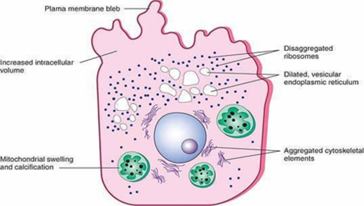 <p>- Generalized swelling of the cell and its organelles</p><p>- Blebbing of the plasma membrane</p><p>- Detachment of ribosomes from the ER</p><p>- Clumping of nuclear chromatin</p>