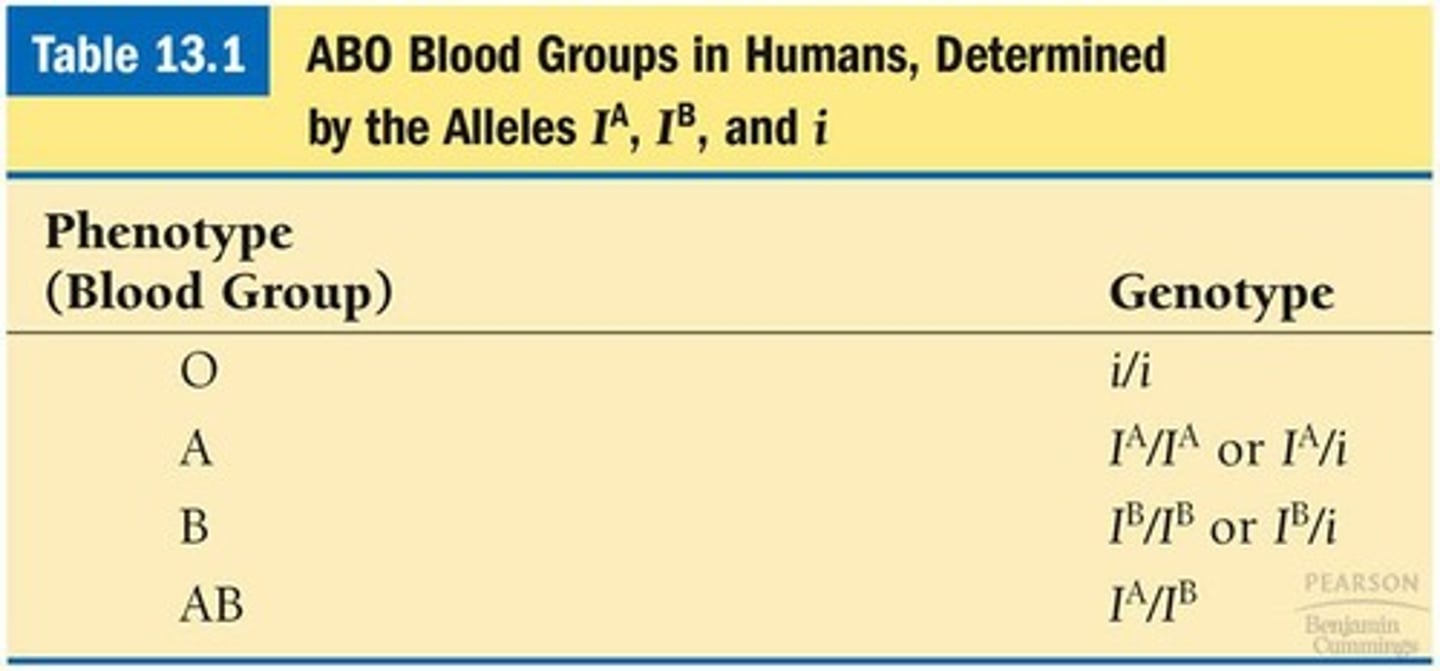 <p>The ABO gene encodes a cell surface protein with alleles A, B, and O, where A and B are codominant and O is recessive.</p>