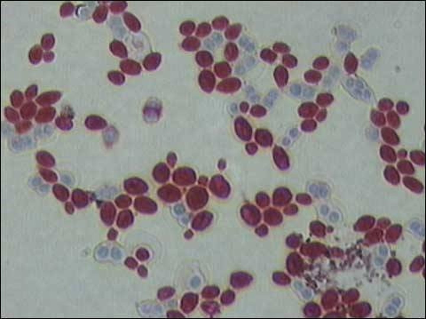 <p>scientific name of yeast</p>