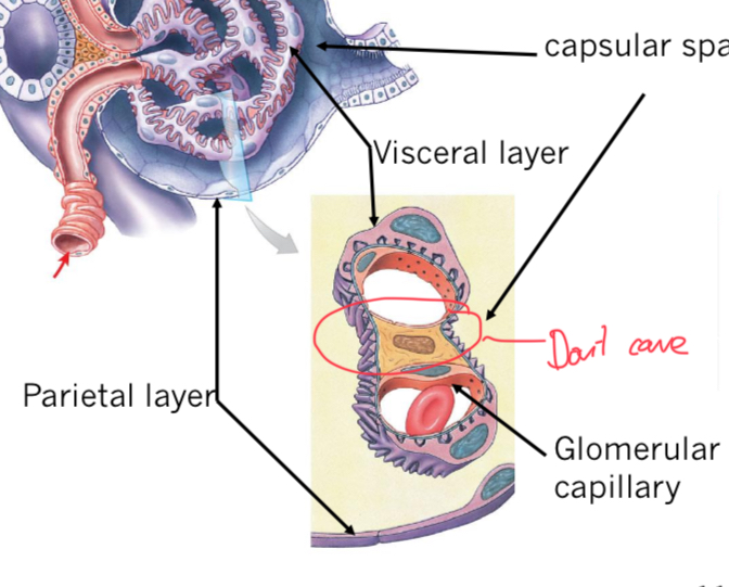 <p>Glomerular Capsule</p>