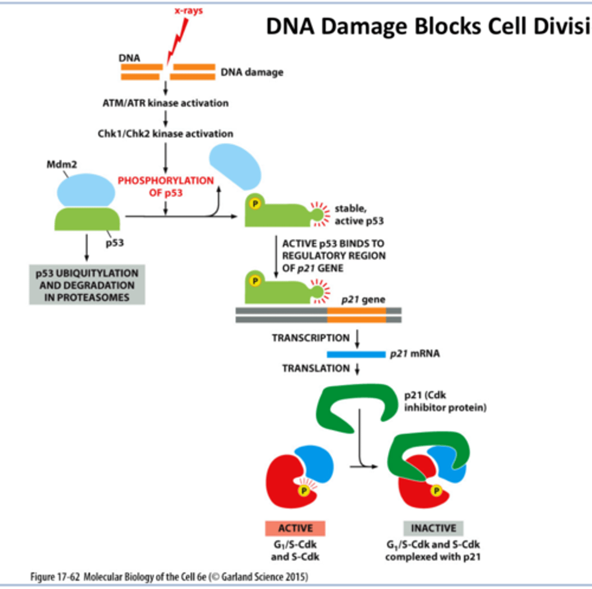 <p>DNA damage</p><p>activates ATM/ATR</p><p>Chk1/Chk2 activation</p><p>that phosphorylates p53 releasing Mdm from p53</p><p>^^^Mdm degrades p53</p><p>then there is stable p53</p><p>this binds to p21 gene yay</p><p>that allows for transcription</p><p>then translation p21 cdk inhibitor</p><p>inhibits Cdk complex </p><p>• DNA damage can temporarily halt progression through G1 phase</p><p>• p53- Checkpoint protein and a tumor suppressor</p>