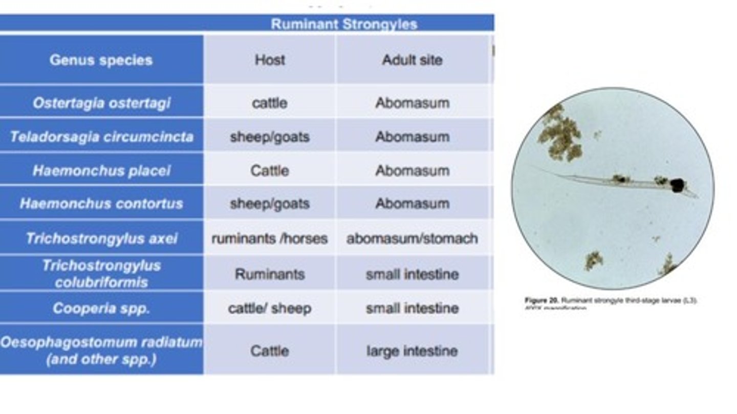 <p>The Baermann technique (following Coproculture of eggs) identifies what larval stage of Ruminant & Equine strongyles based on morphology?</p><p>*Retained cuticle gives this larvae stage a crinkled appearance</p>