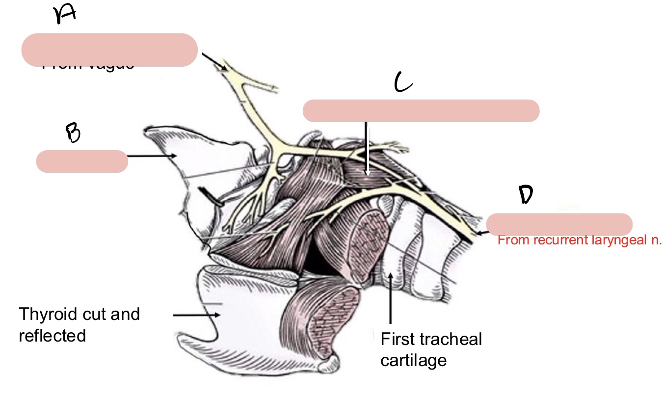<p>Name the structure(s) indicated by a, b, c, and d.</p>