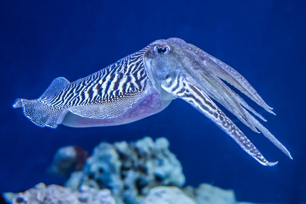 <p>Sepia (Cuttlefish)</p>