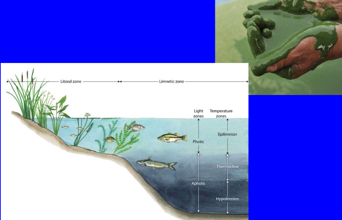 <ol><li><p>Excessive algal blooms; low water quality (pea soup)</p></li><li><p>Increased turbidity, reducing amount of light and oxygen reaching submerged plants → loss of habitat for some invertebrates and fish</p></li><li><p>Diversity of aquatic plants tend to decrease</p></li><li><p>Macroinvertebrate communities dominated by tolerant species.</p></li><li><p>Possibility of toxic blue green algae (HABS produce toxins)</p></li><li><p>Oxygen depletion in deep water as organisms decomposing the increased biomass consume O</p></li><li><p>P recycled from sediments </p></li><li><p>Increased water treatment costs</p></li><li><p>Water may be unacceptable to taste or odour due to the secretion of organic compounds by microbes. </p></li><li><p>DOC secreted by algae may increase cost of chlorination and also produce chlorinated phenolic substance. </p></li></ol><p></p>
